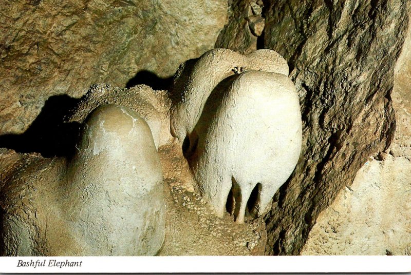 New Mexico Carlsbad Caverns National Park Bashful Elephant