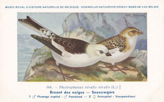 Snow Bunting Plectrophenax Nivalis Old Bird Rare Postcard