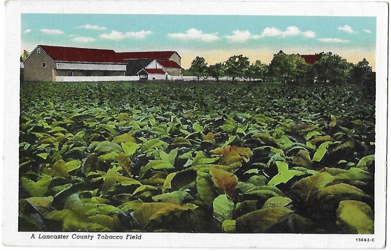 A Lancaster County Tobacco Field Lancaster County Pennsylvania