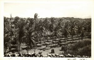 aruba, N.W.I., Palm Trees (1940s) RPPC Postcard