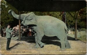 Postcard IL Chicago Elephant House Lincoln Park Trainer & Elephant Show 1915 H3