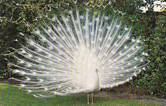 White Peacock Sarasota Florida 1968