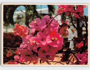 Postcard Pink and orange Bougainvillea, Florida