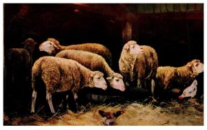 Sheep in Barn, Chicken
