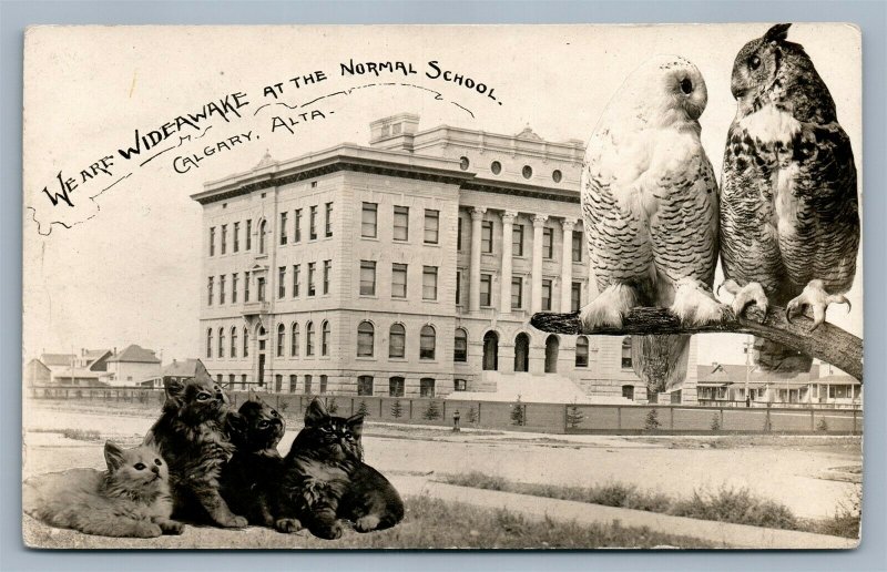 CATS & OWLS CALGARY ALTA CANADA SCHOOL ANTIQUE REAL PHOTO POSTCARD RPPC montage