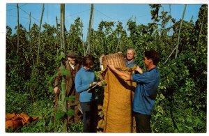 Hop Picking in Kent, England, Farming