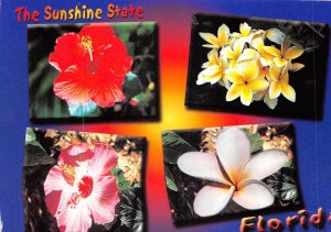 US15 USA Florida 2007 sunshine state flowers multi view