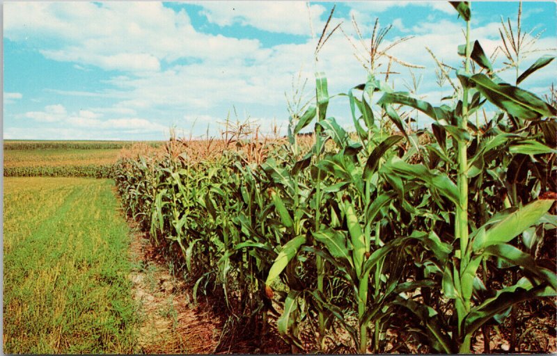 Tall Corn Field Agriculture USA Unknown Location Unused Vintage Postcard H4