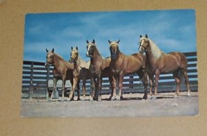 VINT. UNUSED POSTCARD - PALOMINO BEAUTY PARADE