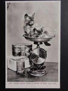 CATS: Two Kitten on Weighing Scales GIVEN AWAY WITH A POUND OF TEA, Old Postcard