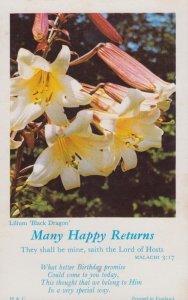 Lilium Black Dragon Malachi Greetings Postcard