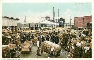 Black Americana, Weighting Cotton, Detroit Publishing 9162