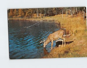 Postcard The Stag at eve had drunk his fill, Vacationland Scene