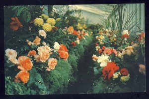 Vancouver, British Columbia/B.C.,Canada Postcard, Begonia House-Butchart Gardens