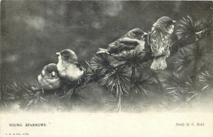 Postcard Animals bird young sparrows