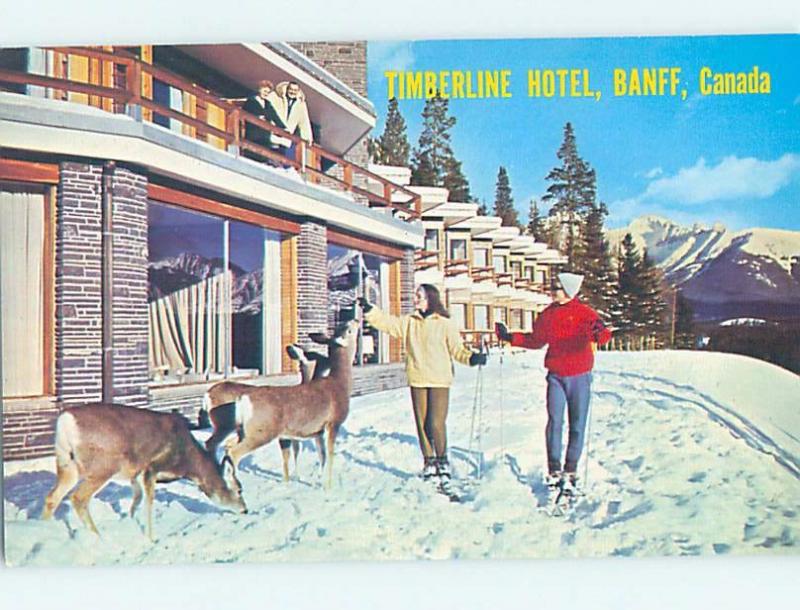 Unused Pre-1980 SKIING - SKIERS FEED DEER AT TIMBERLINE HOTEL Banff AB B0757