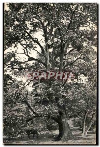 Fontainebleau Postcard Old Forest (Tree tree)