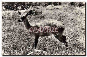 Postcard Modern African Wildlife Antelope Buffon Cob