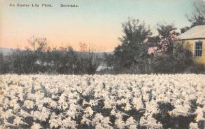 Bermuda Easter Lily Field Flowers Scenic View Antique Postcard K61424