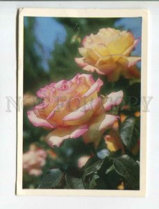 477065 USSR 1979 year hybrid tea rose photo Kostenko P/stationery postal