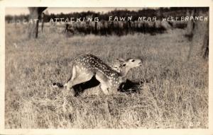 WEST BRANCH MICHIGAN-WILD CAT ATTACKING FAWN DEER-1930s REAL PHOTO POSTCARD