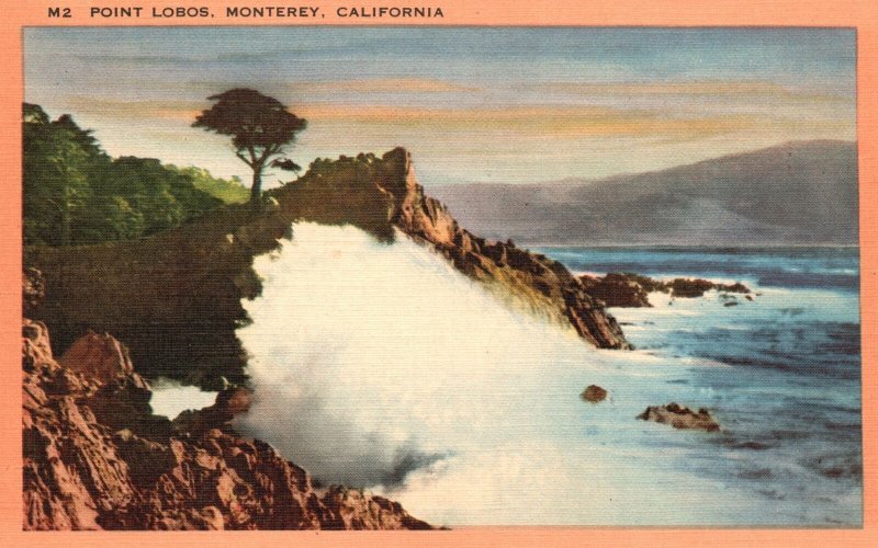 Vintage Postcard 1930's Point Lobos Home Of The Butterflies Monterey California