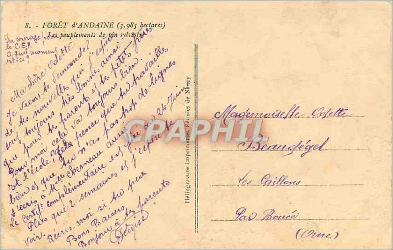 Old Postcard FOR�T of ANDAINE