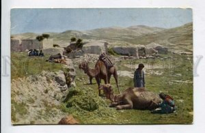 428343 Palestine Fellah Village CAMELS Vintage postcard