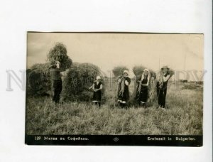 3173282 BULGARIA SOFIA harvest Vintage real photo postcard