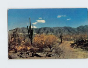 Postcard Desert Roadway