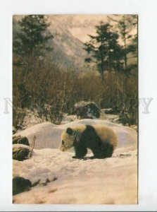 3179583 Giant Panda old postcard