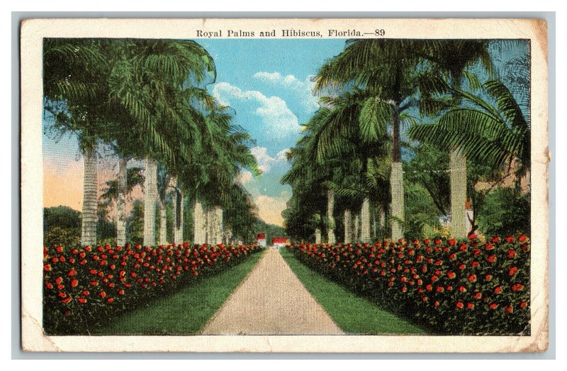 c1923 Postcard FL Royal Palms & Hibiscus Florida Vintage Standard View Card 