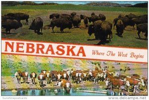 Nebraska Where The West Begins Herd Of Buffalo and White Faced Herefords At R...