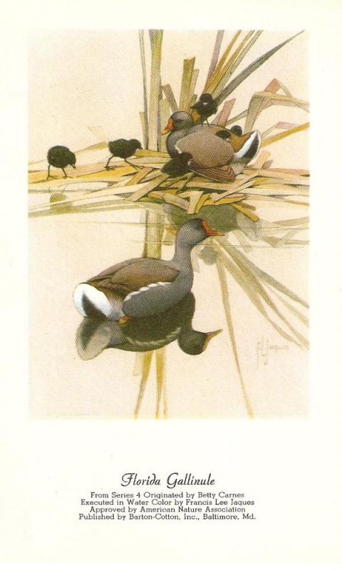 \Florida Gallinule\ Very nice American birds postcard