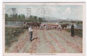 Potato Harvest Farming Northern Colorado 1908 postcard
