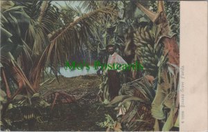 America Postcard - Banana Grove, Florida   RS30627