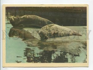 463642 USSR 1964 year Leningrad Zoo Baltic seals postcard