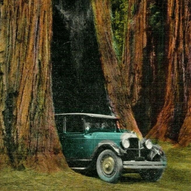 Vtg Postcard Big Basin California CA The Auto Tree C T American Art Colored UNP