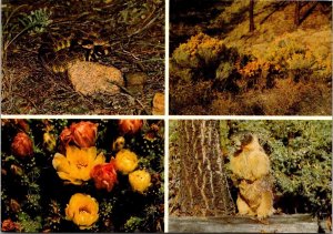 Canada British Columbia Rattlesnake Cactus In Bloom Sage In Bloom & Woodchuck