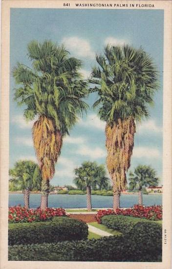 Washingtonian Palms In Florida 1935 Curteiclh