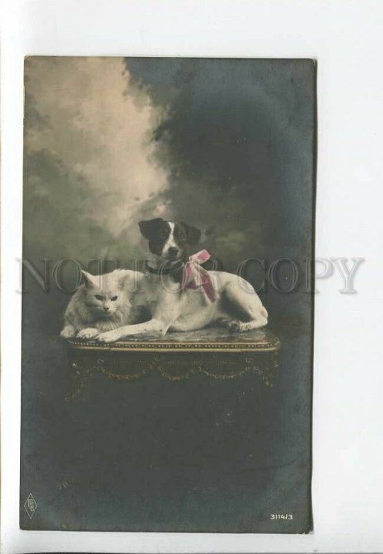 3182616 JACK RUSSELL TERRIER Pussy CAT Vintage PHOTO tinted PC