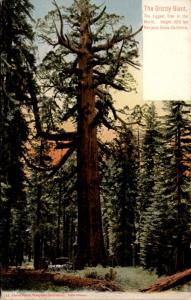 Grizzy Giant, Mariposa Grove, CA Charles Weidner Photo Vintage Postcard F19