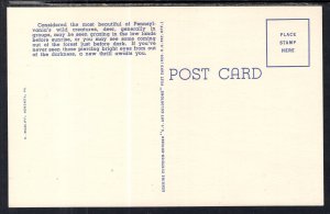 Deer Group in Pennsylvania's Black Forest