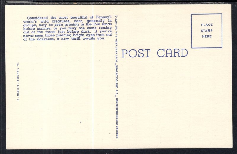 Deer Group in Pennsylvania's Black Forest