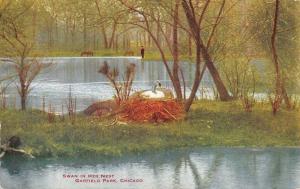 CHICAGO, IL Illinois  SWAN IN HER NEST~Garfield Park  LAKE~Man  c1910's Postcard