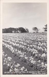 California Crescent City A Croft Lily Farm Real Photo