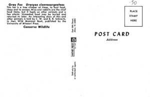 Gray Fox - Published by the Nature Press