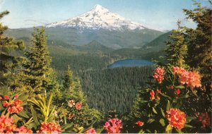 Lot144 mt hood  and lost lake rhododendron blooming oregon usa