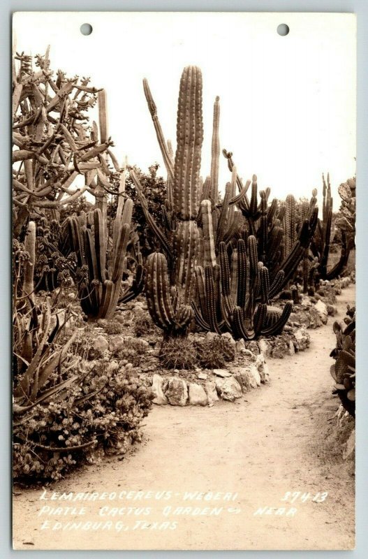 Edinburg Texas~Pirtle Cactus Garden~Sagauro~Lemaireocereus-Weberi~1930s RPPC