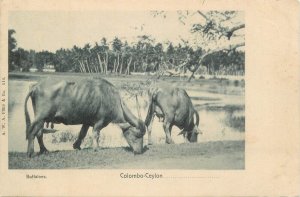 Animals buffaloes Ceylon Colombo vintage postcard
